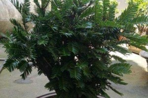 红豆杉种子的种植方法（从选种到萌芽的详细指南）