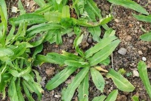 苦苣菜（草本植物中的多面手）