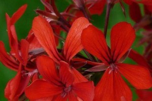 金鱼花喜阴还是喜阳？（探究金鱼花生长环境及养护方法）