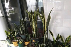如何正确地用茶水浇虎皮兰（虎皮兰养护小技巧、茶水浇灌的正确方法）