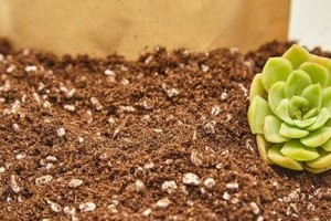 草炭土种花指南（一步步教你使用草炭土种花，快速美化家园）
