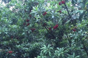 种植杨梅树，让家园更美好（家里能种杨梅树吗？如何种植？一步一步教你）