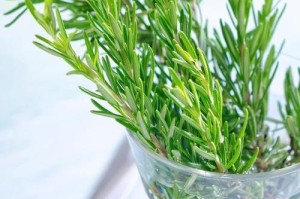 迷迭香适合在室内养吗？（解析迷迭香室内种植的优缺点及注意事项）