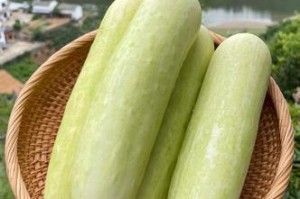 秋黄瓜（秋季食用黄瓜的注意事项及好处）