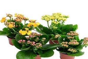 不怕涝的花卉，让你的花园也有“水中花”（从水仙到莲花，这些花卉能在水中生长的秘密）