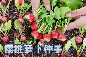 萝卜种子的合适种深（如何决定最佳种深）