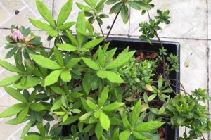 盆栽杜鹃花花后的护理指南（让您的盆栽杜鹃花长时间绽放的关键）