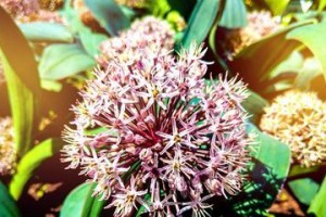 葱开花的寓意和预兆（探究葱花开放的美丽与神奇）