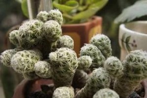 金手指开花的神奇之处（探究金手指开花的颜色和特性）