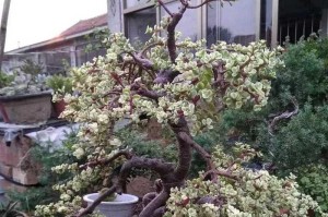 冬日雅乐之舞（以舞蹈为媒介，提升冬季养生效果）