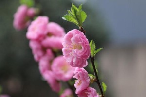 探秘桃梅的花期（桃梅一年几次开花？了解这些你就是专业人士了！）