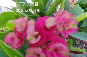 刺梅的养殖与养护方法（从种植到成长，让刺梅在你家绽放）