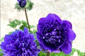 银莲花的花期（揭秘银莲花开花的时间和特点）