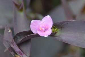 鸭趾草开花的颜色与样子（揭秘鸭趾草的神秘面纱——开花情况及特点）