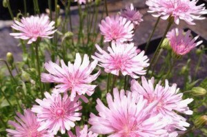 耐寒宿根花卉大全（探究耐寒宿根花卉的种类及特性，助你打造四季花园）
