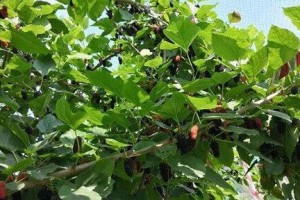 家门口的绿色天堂——种植桑树（为什么选择种植桑树？如何在家门口种植桑树？）