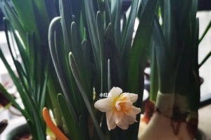 蒜会开花吗？（了解蒜花的生长过程）
