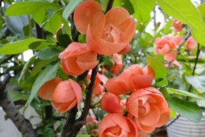 四季海棠（植物分类学中的辨析问题）