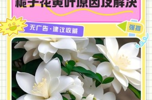 栀子花与酒的奇妙结合（探寻栀子花浇酒的历史与文化）