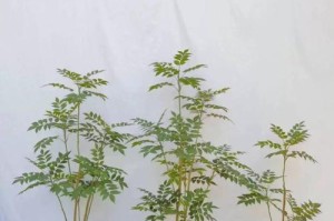 香椿树盆栽教程（从选苗到养护，让你的盆栽香椿树更加茁壮）