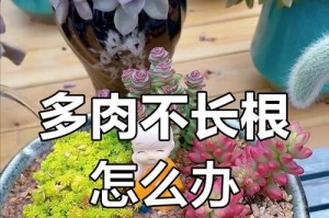 探秘多肉植物的根系养护之道（根系养护关键技巧及养殖注意事项）