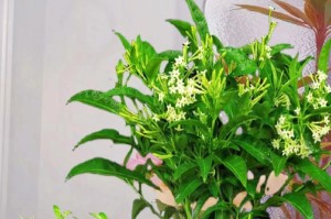夜来香花开季节及特点详解（一年四季，夜来香花如期绽放，惹人醉心）