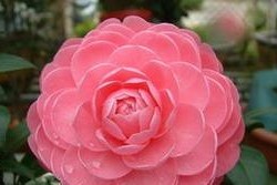 山茶花的开花时间和特点（探究山茶花的开花季节和品种特征）