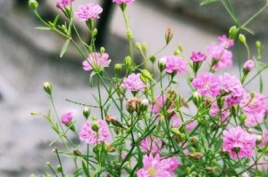 满天星种植指南（掌握满天星生长秘诀，打造美丽花园）