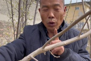 如何通过扦插繁殖核桃树？