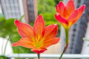 风雨兰的耐寒性研究（探究风雨兰在低温环境下的生存能力及关键因素）