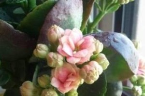 如何换盆长寿花？（长寿花换盆的时间、方法和注意事项）