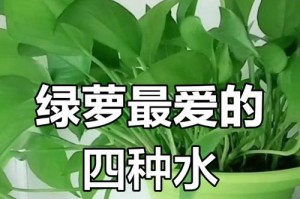 绿萝的水源喜好与护理技巧（探索绿萝对水的偏好和养护方法，助您打造健康茂盛的绿萝家园）