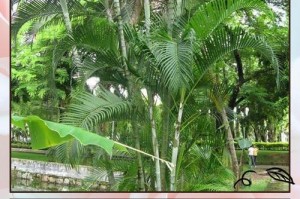 探究散尾葵是否属于裸子植物（裸子植物和散尾葵的区别与联系）