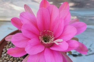 黄刺金琥的开花特征与观赏价值（探究黄刺金琥的花期、花朵特征及观赏技巧）