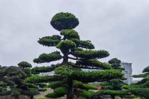 家庭园艺（打造属于自己的小森林，给家增添绿色生机）