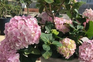 绣球花的室内养护（让你的居室更美丽清新，细数绣球花的养护之道）