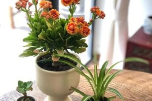 长寿花开花有毒吗？如何放在室内养活？（毒性分析、适宜养护、注意事项）