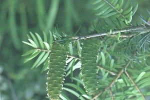 裸子植物全解析——认识这一特殊类植物（探究裸子植物的生命形态、分布特点、生态适应、分类体系等方面）