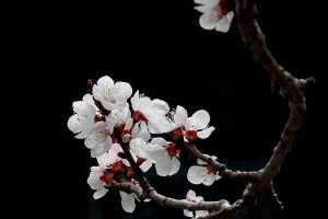 赏杏花之美（细数杏花的特色与魅力）
