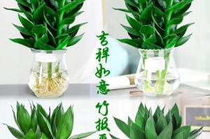 观音竹怎么养殖才能更旺盛？（掌握关键技巧，打造翠绿丛林）
