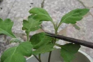 菊花的分枝之美（探索菊花分枝规律与艺术表现）