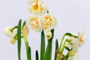 水仙花养护指南（探秘水仙花开花的关键技巧，助你成为花园艺术家）
