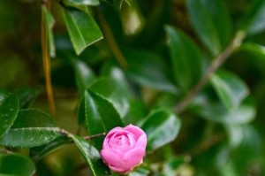 山茶花，一朵美丽的花