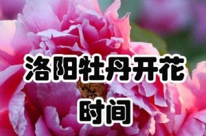 孔雀花开花时间及花期（了解孔雀花的生长特点和观赏技巧）