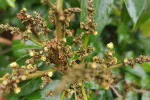 荔枝开花时间及生长过程（荔枝开花季节、生长条件、花期等详细解析）
