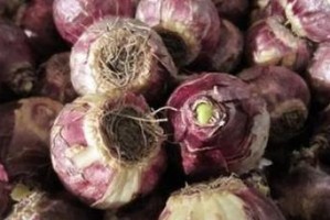 风信子开花有毒吗？（能否在室内养护？该如何安全饲养？）