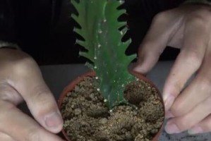龙骨养殖详解（方法与注意事项）
