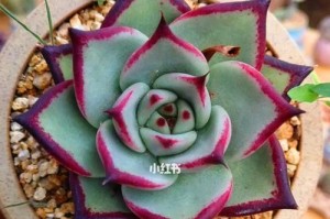 多肉乌木怎么度夏安全（多肉乌木夏季养护与防虫方法）