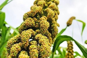 谷子成熟时间及其影响（探究我国谷子成熟的时机和对农业的影响）