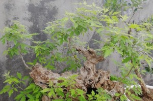 黄荆盆景修剪指南（掌握黄荆盆景修剪技巧，打造精美盆景作品）